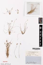 Image result for Fimbristylis squarrosa