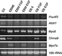 Full article: Gene expression changes during step-wise differentiation of  embryonic stem cells along the inner ear hair cell pathway