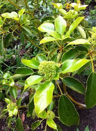 Maybe you would like to learn more about one of these? Flower Power U Pick Home Facebook