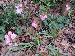 Image result for Hesperantha petitiana
