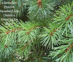 9 Beneficii Pentru Sanatate Ale Uleiului Esential De Brad Nature Free Images Image