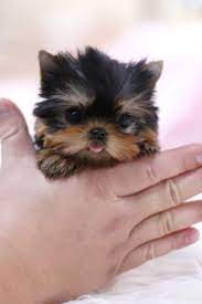Teacup Yorkshire Terrier Puppy Yorkshire Terrier Puppies Yorkshire Terrier Teacup Yorkshire Terrier Dog