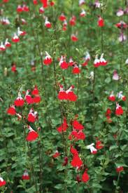 Pin By Barbara Bernheimer On Garden Rabbit Resistant Plants Hot Lips Plant Plants