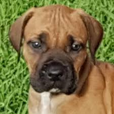 Are there bull terrier puppies in the eastern cape? Puppies For Sale Port Elizabeth Boerboel Puppies Dog Breeders Gallery 104929
