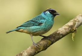 9365 Golden Naped Tanager Tangara Ruficervix Bolivia Colombia Ecuador Peru Beautiful Birds Colorful Birds Bird Species