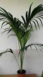 Si tratta di una pianta a portamento rampicante che può. Kentia Piante Da Interno Vaso 20cm Pianta Da Appartamento Altezza 120 150 Cm Ebay