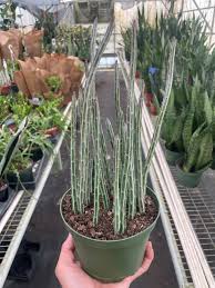 Image result for Senecio pachyrhizus