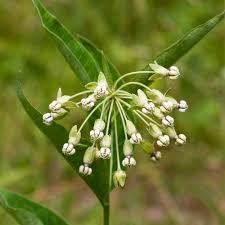 Image result for Asclepias