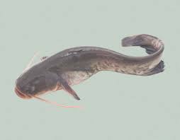 Access funds from $500 to $500,000 for any purpose. Wels Fischlexikon Schon Gewusst Fisch Meeresfruchte Deutsche See