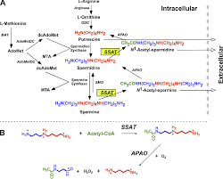 Possibly consumable substances, beneficial substances, important natural compounds, substances of biological interest, food toxin, natural toxin, uremic toxin. Figure 1 From Spermidine Spermine N 1 Acetyltransferase A Key Metabolic Regulator Semantic Scholar