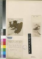 Image result for Phragmanthera polycrypta