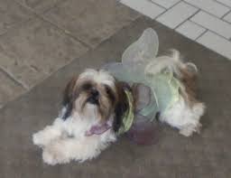 They can compete in agility, confirmation and obedience, often make wonderful therapy dogs, make the perfect companion or lap dog, very friendly and get along well with other dogs as well as small children.they. Tomorrow Shih Tzu Quality Shih Tzus With Fabulous Babydoll Faces