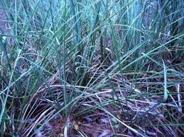 Image result for Cladium mariscus