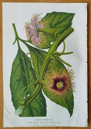 Image result for Telfairia pedata