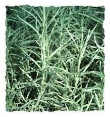 Pin On The Herb Garden