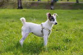 Image result for foxteriér hladkosrstý