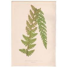 Image result for Mohria