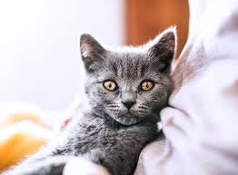 Start searching for petting sitting near you and review pet sitter profiles for free on care.com. The Loudon Pet Sitting Company Western Loudoun Northern Fauquier