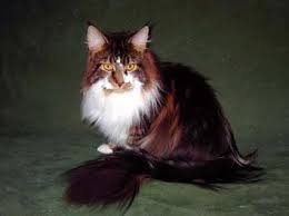 · shot records, which has the marks of the vaccinations; Maine Coon Kittens For Sale Michigan