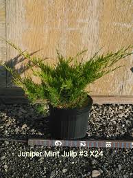 This evergreen shrub displays mint green foliage, hence the name mint julep juniper ®. Acorn Farms Search Nursery Bulk Wholesale Trees Shrubs Perennials Roses Annuals For Green Industry