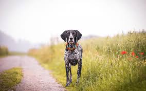 For over 30 years westwind gsps have distinguished themselves in the breed. Download Wallpapers German Shorthaired Pointer Black White Dog Pets Spotted Dog Field For Desktop With Resolution 1920x1200 High Quality Hd Pictures Wallpapers