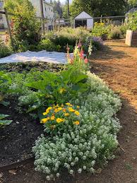 One of the first things that most beginner gardeners grow is zucchini. Incomplete Pollination Garden City Harvest