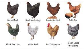 We did not find results for: Sistem Pembesaran Ayam Petelur
