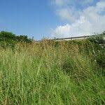 Image result for Cymbopogon caesius