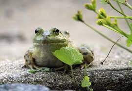 Aquascape Inc On Twitter Frog Aquascape Frog Facts
