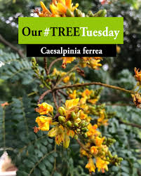 Image result for Caesalpinia ferrea