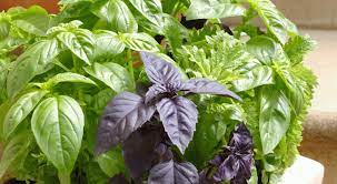 Kışın kurur mu fesleğen pencere önünde, kurursa baharda sulasam canlanir mi acaba bilgi verirseniz sevinirim. Feslegen Bakimi Nasil Yapilir