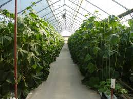 Idei de afaceri profitabile 2021 in romania daca ai curaj si bani pentru a incepe o afacere pe cont propriu. Agora Top 20 Care Sunt Cele Mai Profitabile Culturi Agricole Ecologice In Moldova