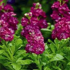 Stock Seed Rose Stock Flower Seeds Flower Seeds Stock Flower Plants
