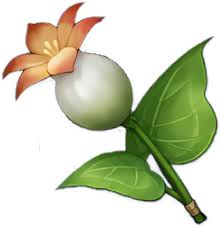 Genshin impact, silk flower can be a difficult material to find. Genshin Impact Where To Find The Calla Lily Pro Game Guides