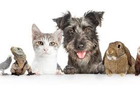 Maybe you would like to learn more about one of these? Traumatic Pet Loss Society For The Advancement Of Psychotherapy
