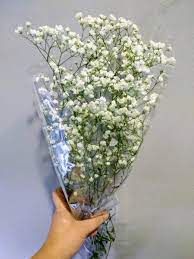 Bunga baby breath sangat populer sebagai tanaman hias perkebunan yang memiliki keindahan. Jual Bunga Baby Breath Gysophila Bunga Potong Segar Di Lapak Rumah Sehat Bukalapak