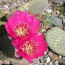 The giant saguaro cactus (cereus giganteus) is indigenous to arizona; Arizona Desert Wildflower Pictures Wanderwisdom