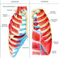 The muscles that join the ribs together are called intercostal muscles. Pin On Posts