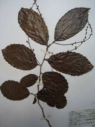 Image result for Homalium