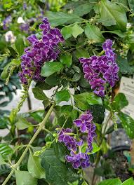 Image result for Duranta erecta