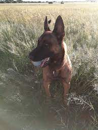 Pin By Fabio Pratas On Blaze My Malinois Belgian Malinois Belgium Malinois Belgian Shepherd