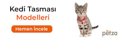 kediler kac yil yasar cevabi yazimizda petza