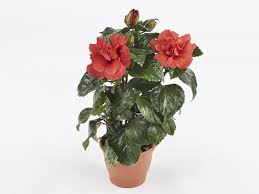 Image result for Hibiscus torrei