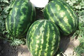 It is valued for its sweet flesh, with a sugar content as high as 12 percent. Watermelon Crimson Sweet Disco F1 Evolve