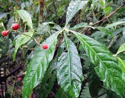 Image result for Psychotria auxopoda
