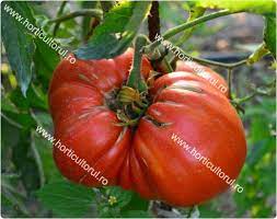 Producerea in romania de soiuri si hibrizi (f1) de tomate are o lunga traditie. Tomatele Romanesti Soiuri Caracteristici Horticultorul Ro