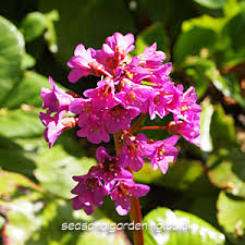 Here're some of the best begonia types you can grow! Bergenia Megasea Planting And Growing Guide