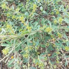 Image result for Indigofera pulchra