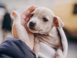 Search craigslist nationwide with easy click, the most simple classifields search engine. Pandemic Puppy Shortage Shows Market Going To The Dogs In A Good Way Ad Age