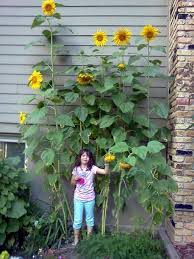 10 Sunflower Garden Ideas Simphome Growing Sunflowers Sunflower Garden Mammoth Sunflower